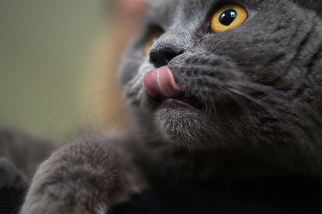 Фотограф: Екатерина Нерсесянц