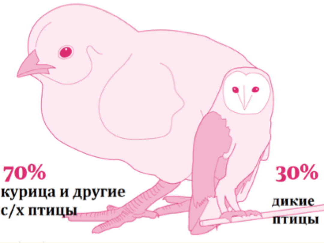 Почему потребление мяса – одна из главных причин глобального потепления?  Объясняет координатор «Гринпис» | Sobaka.ru