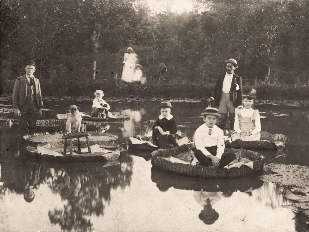 Дети, плывущие на листьях Виктории Амазонской. Салем, Северная Калифорния, 1892 год