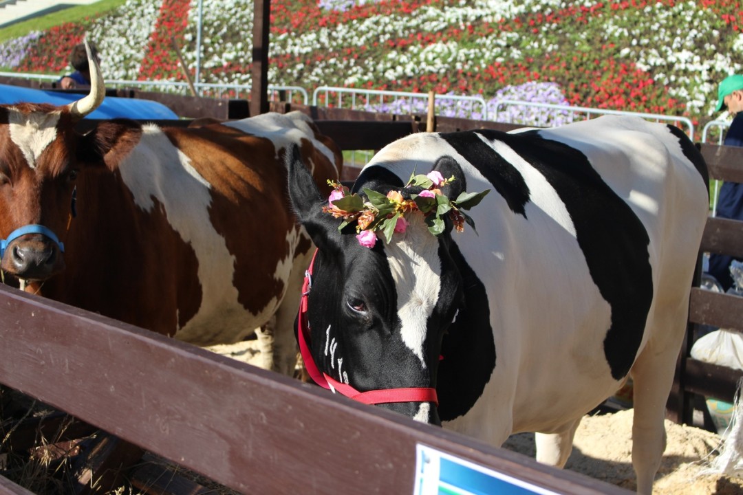 Фото: vk.com/milkfest_ufa