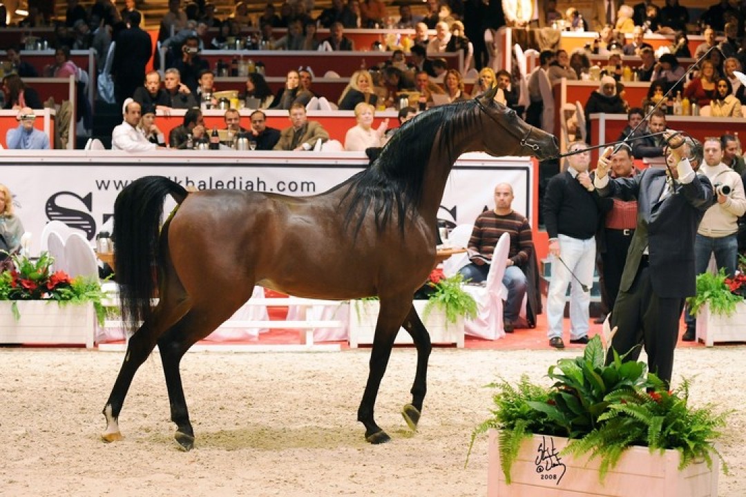 Фото: reklama.hotline.travel/qatar