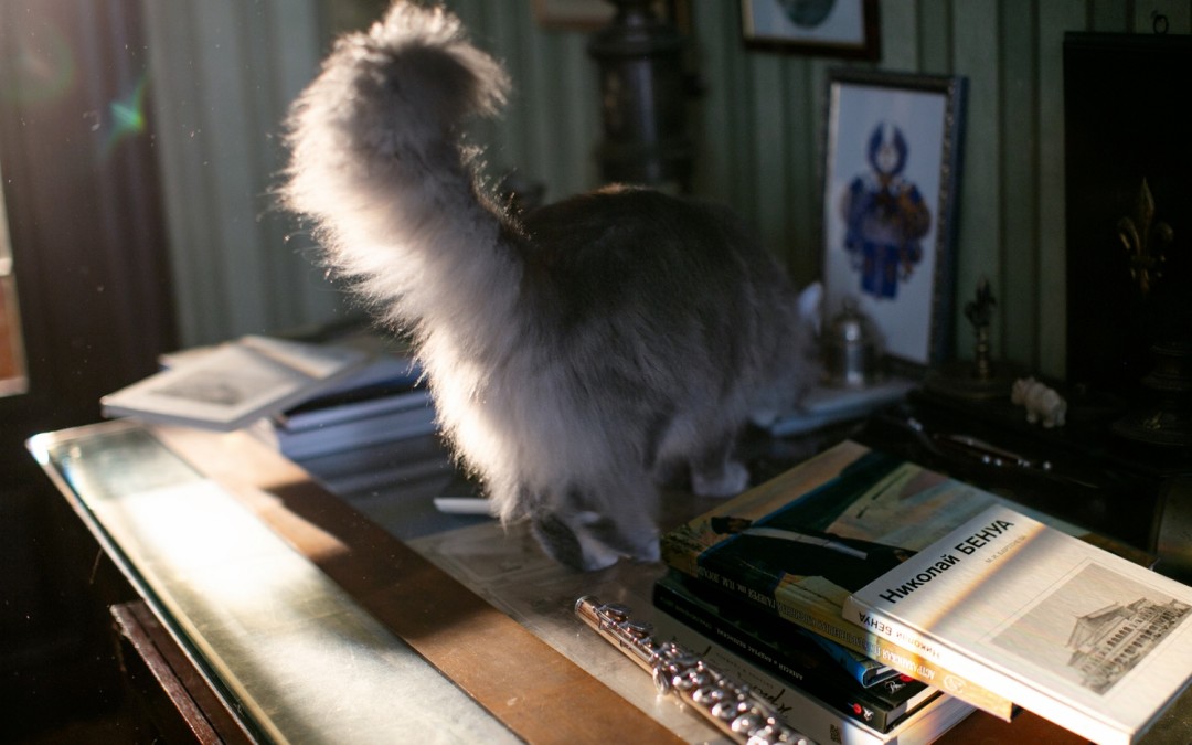 Кот потомков Бенуа на столе Леонтия Николаевича