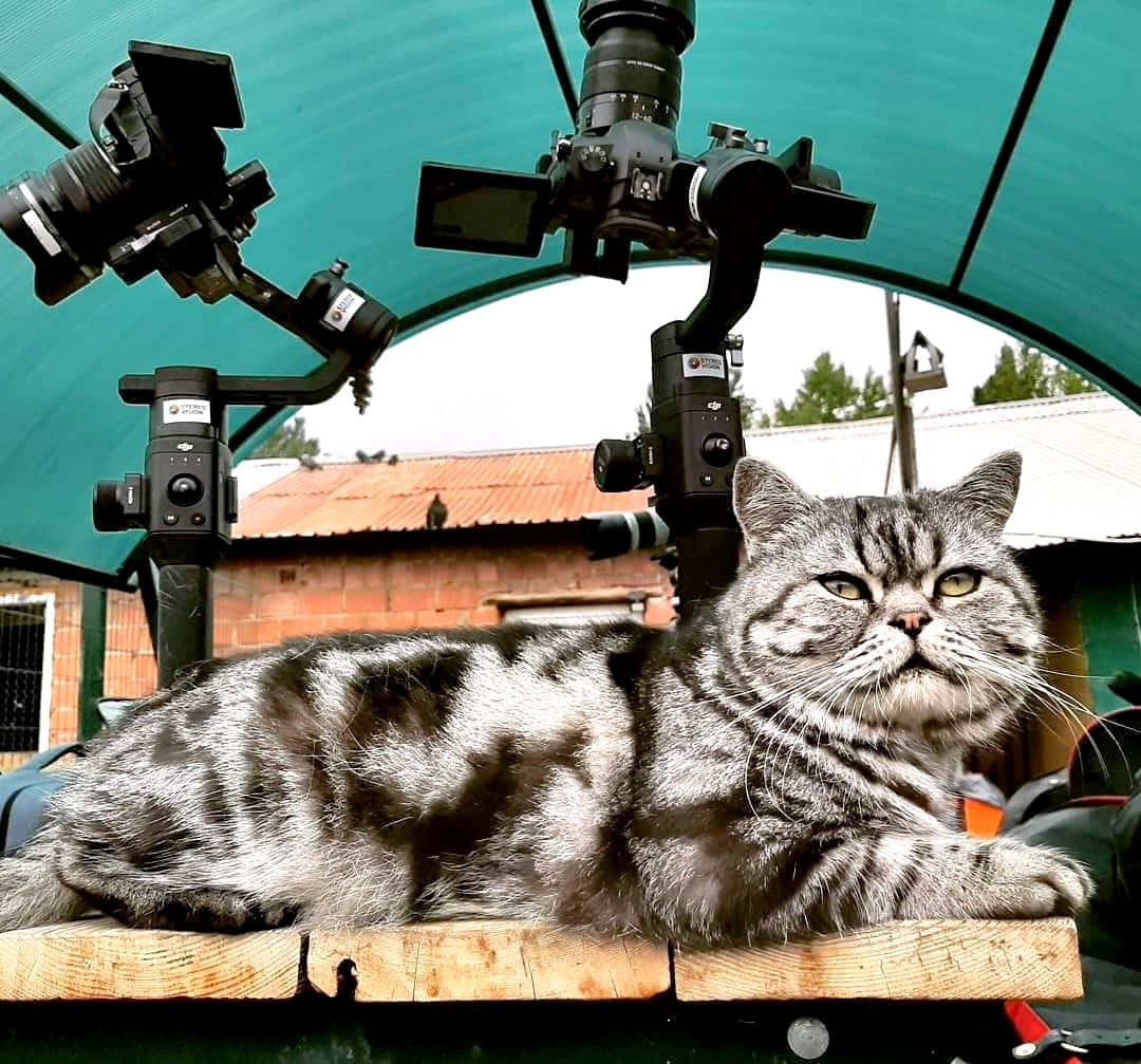 На десерт вам: роскошный кот, наблюдавший за всем действом лично, и исполненный аристократического достоинства - это Жорик, он работает в приюте