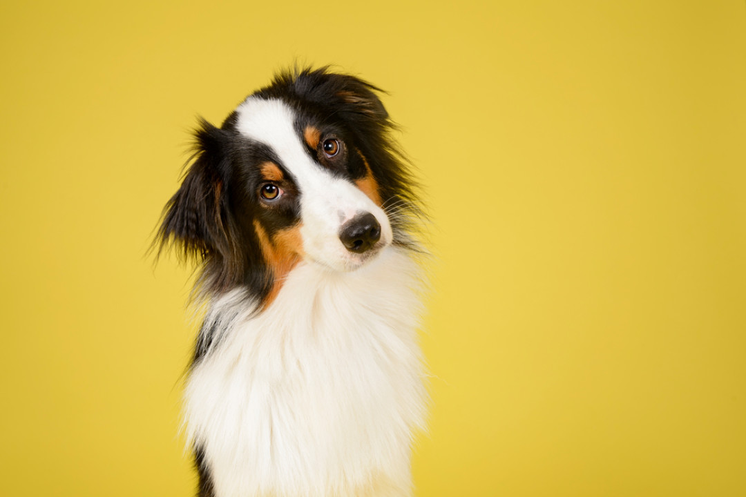 10 фактов о психологии собак, которые вы не знали | Sobaka.ru