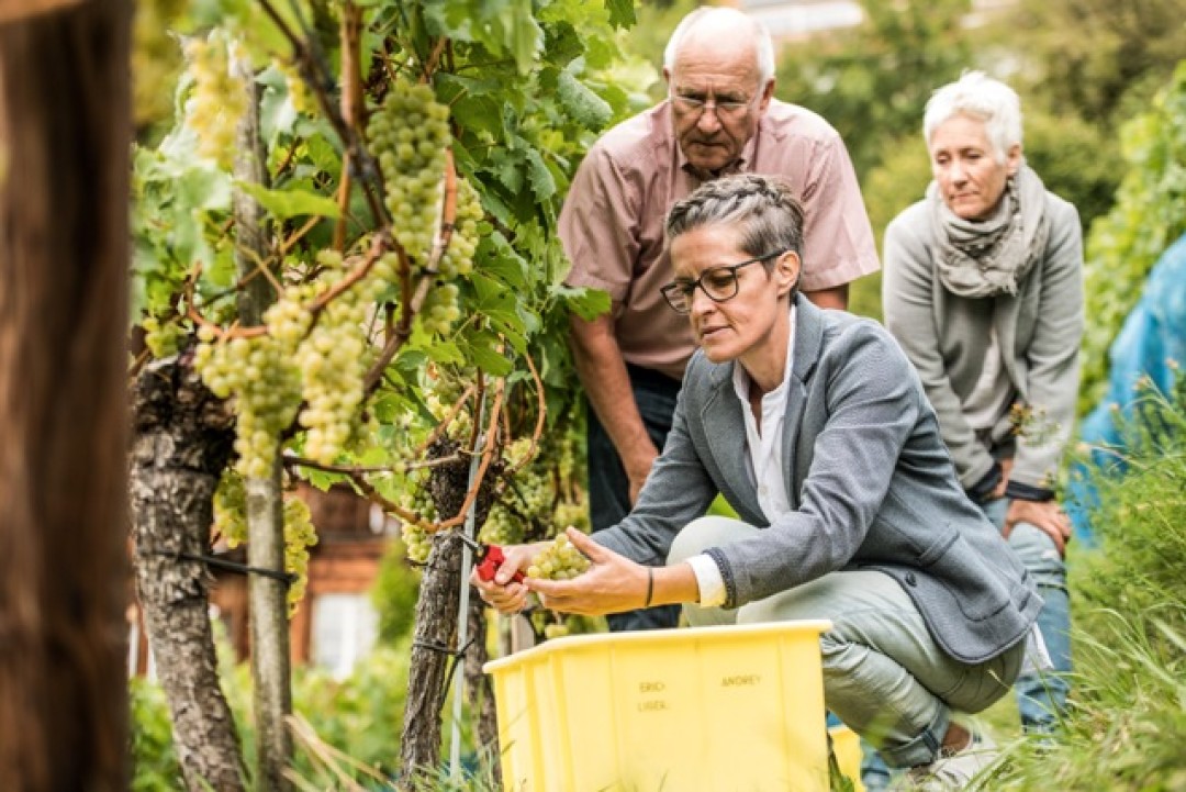 На Княжеской винодельне Лихтенштейна производят всего 20 000 бутылок в год.