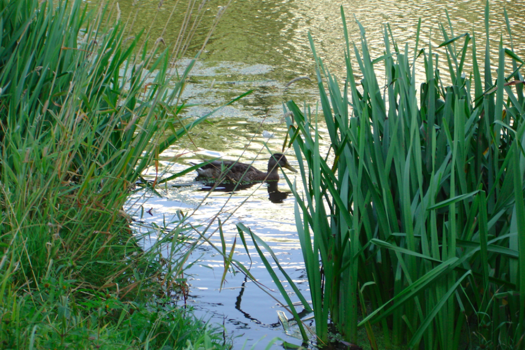 Речка Новая до загрязнения. Фото: Георгий Клименко
