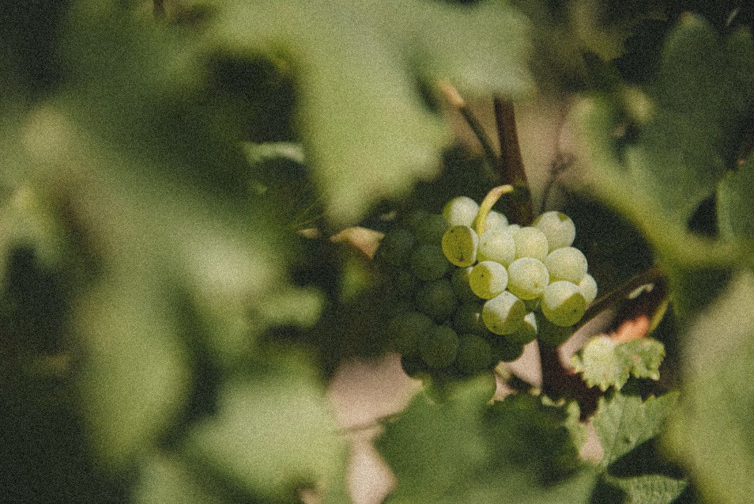 Имение "Сикоры" @sikory.winery