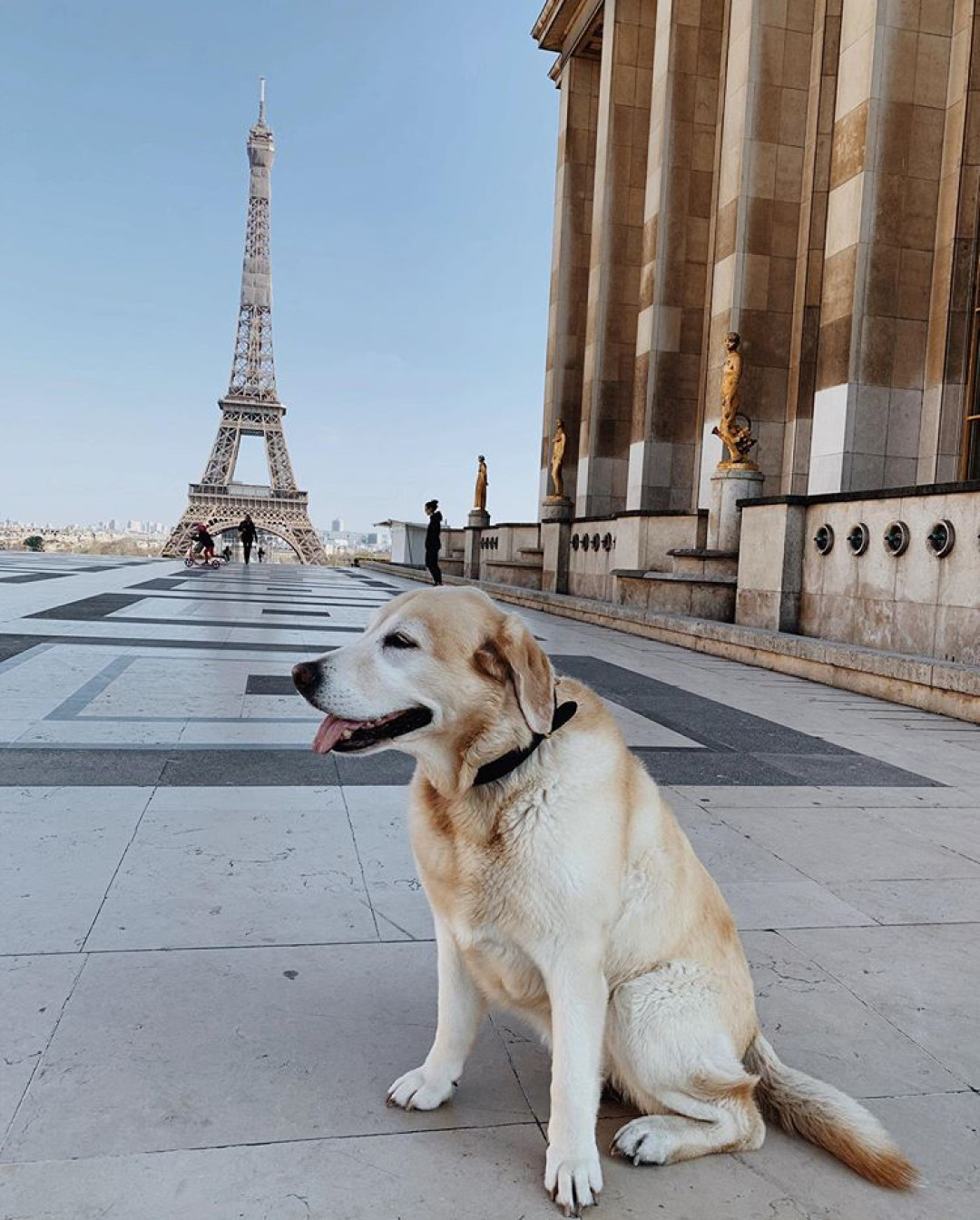 @felice_the_frenchie_sassy