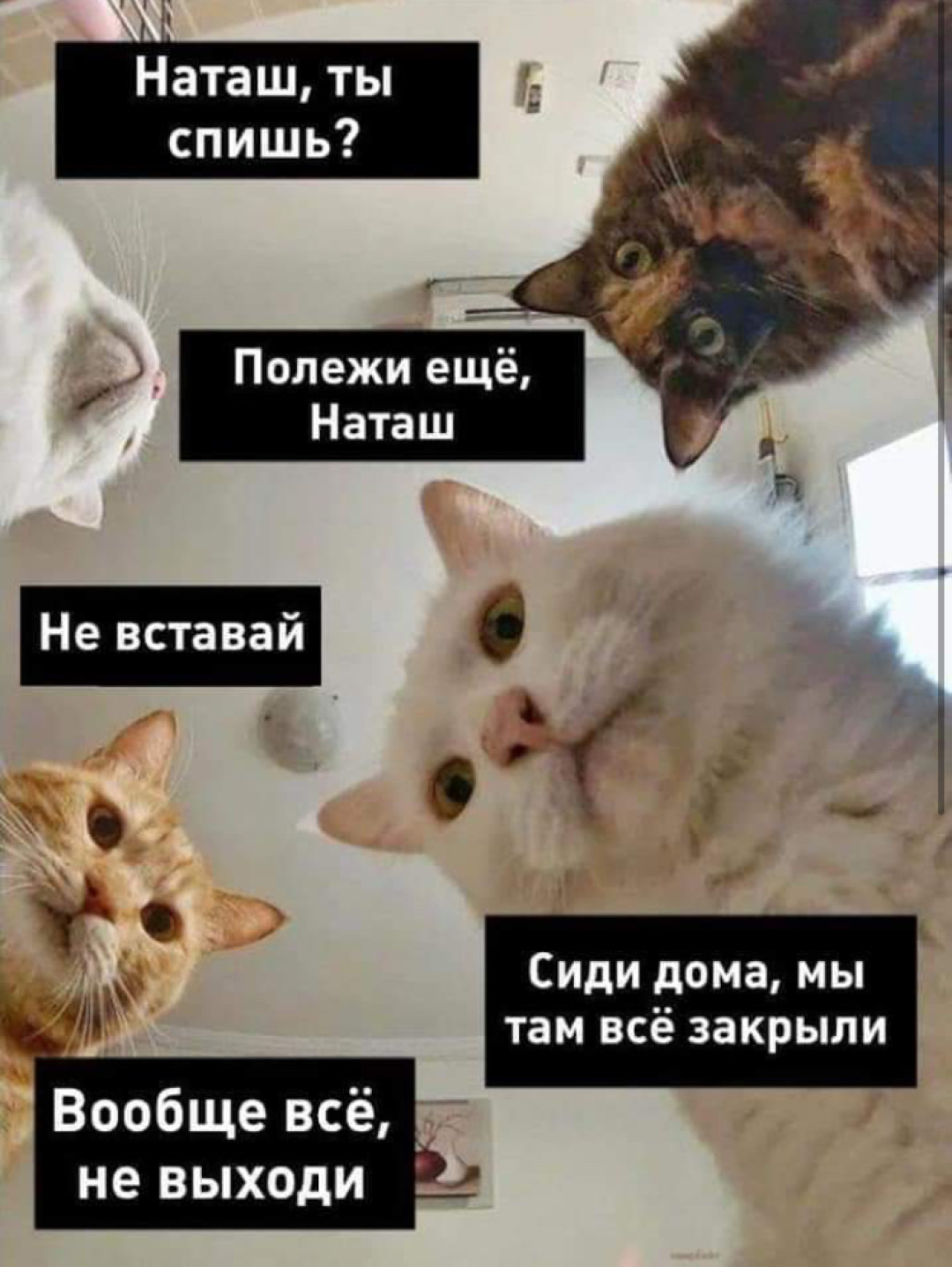Коты мемы