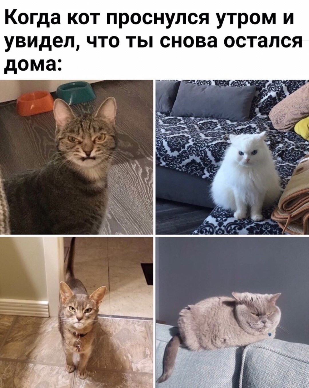 Наверное кошки. Мемы с котиками. Кот Мем. Мемы про котов. Котики смешные мемы.