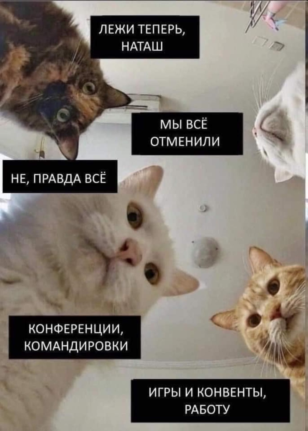 Мем Наташа и коты