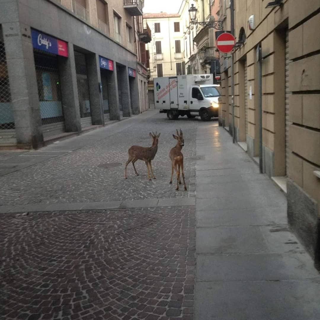 Будний день, животные вышли в город