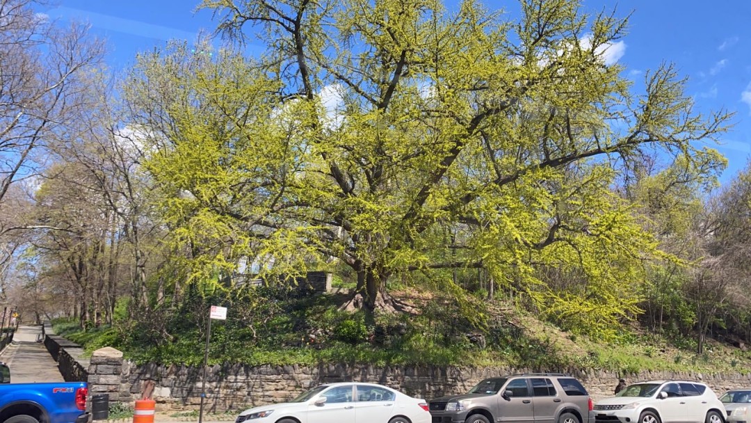 Нью-Йорк цветет