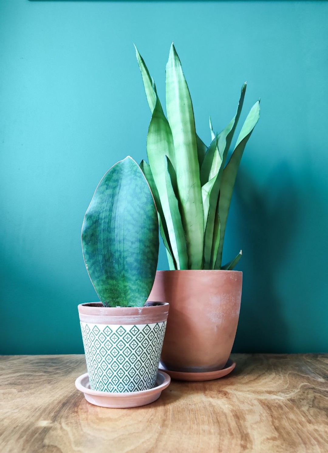 Сансевиерии