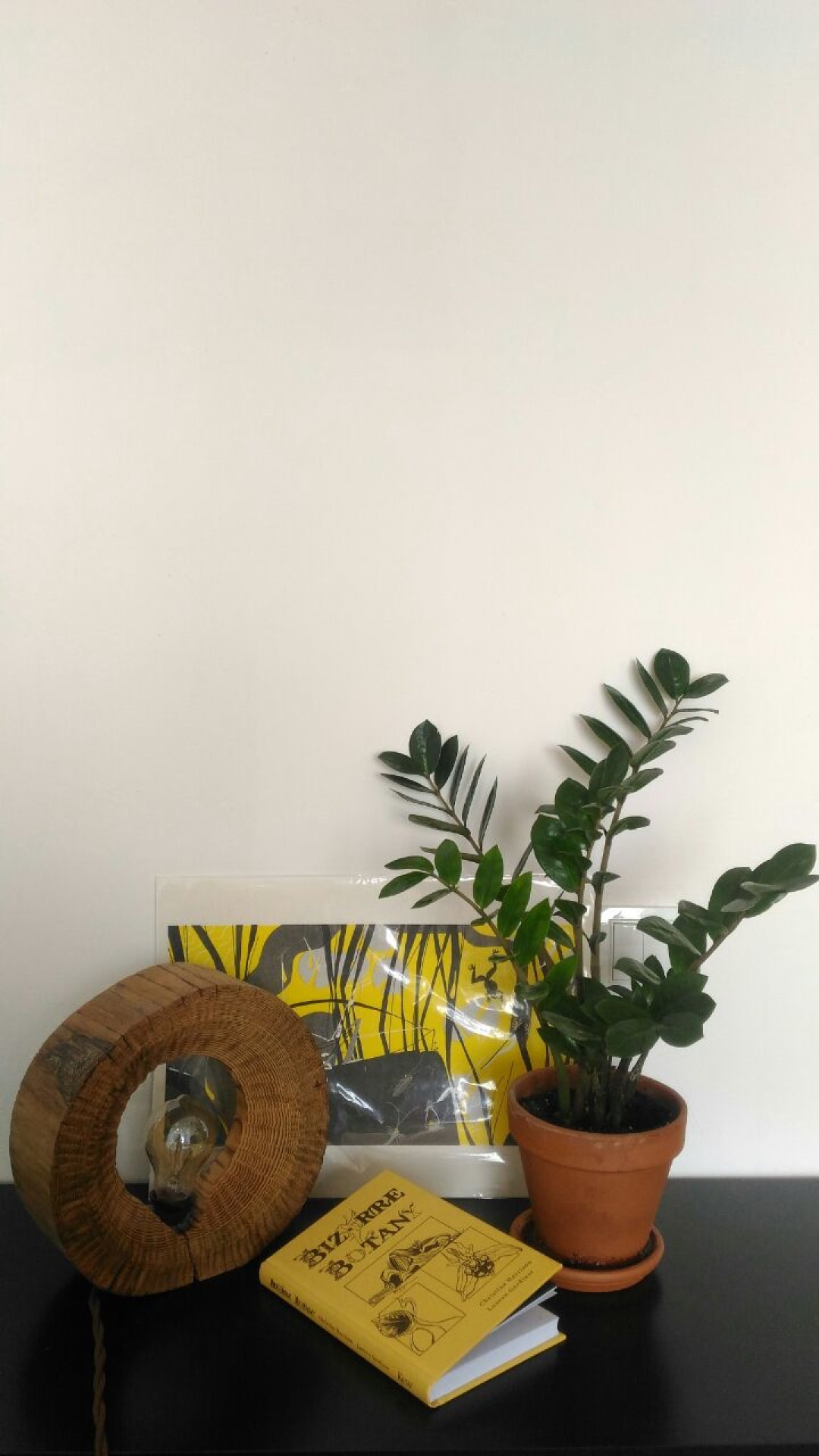 Замиокулькас