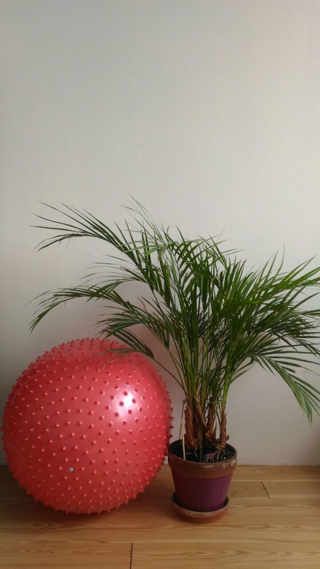 Хризалидокарпус