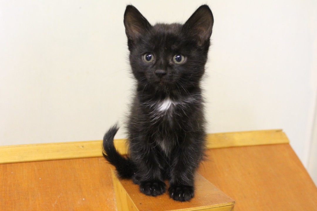 Басма Котейка около полутора месяцев. Активная, шустрая, игривая. Ест сама, лоток с наполнителем знает. Ищет настоящую семью и ответственных хозяев