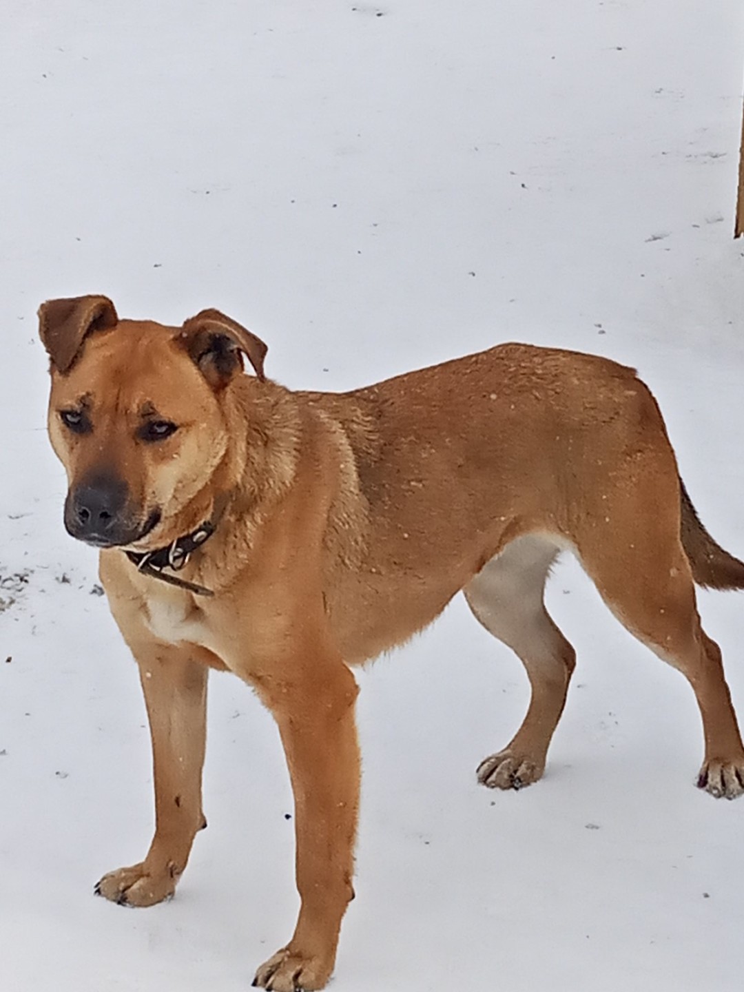 Бэлла Молодая собака около двух лет. Игривая, жизнерадостная, общительная. Ласковая и нежная, собака-целовака и прекрасный компаньон для семьи с