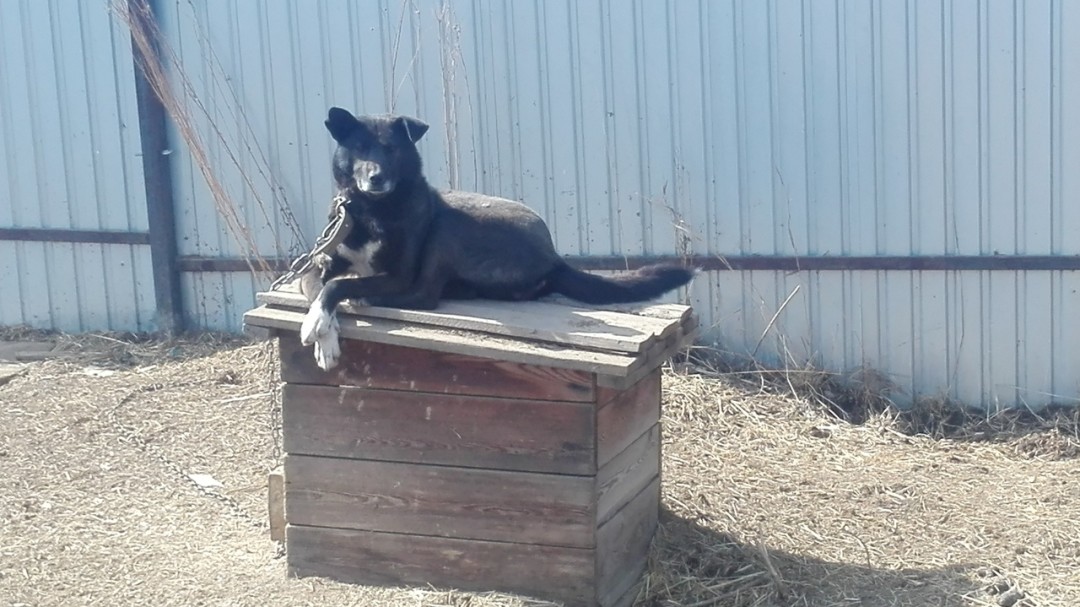 Габи Собака в самом расцвете сил. Габи около восьми лет. В холке она около полуметра. Девочка стерилизована и приучена к поводку. Игривая и очень