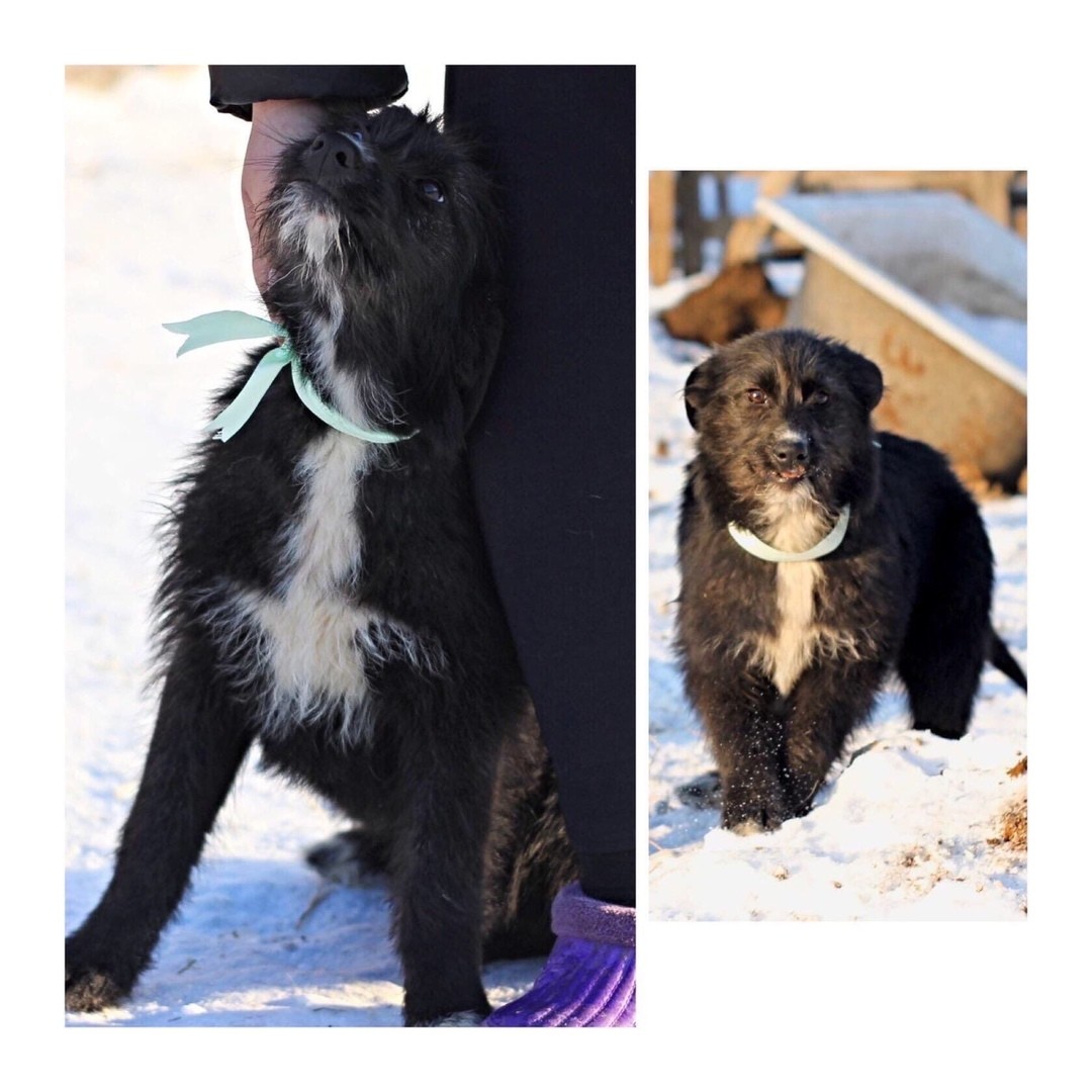 Марго Активная, компанейская, дружелюбная девочка. Прирожденный лидер. У Марго красивые добрые глаза. Она любит всех: детей, кошек, собак. С ней в