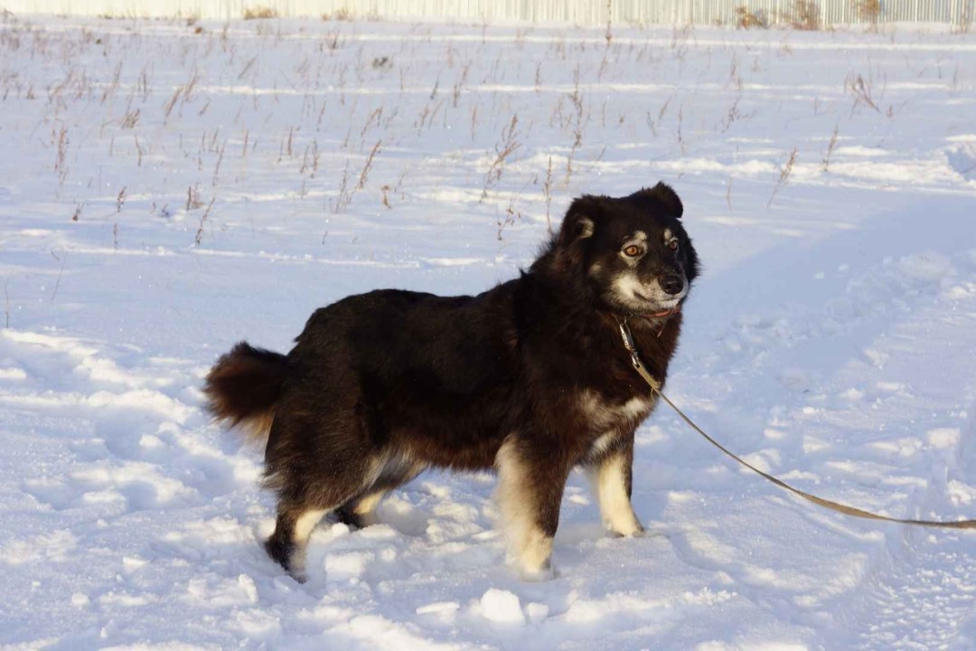 Несса Славная девчонка в возрасте около четырех лет, стерилизована. Рост в холке около 50 сантиметров. Ласковая пушистая плюшка. Отличный друг и