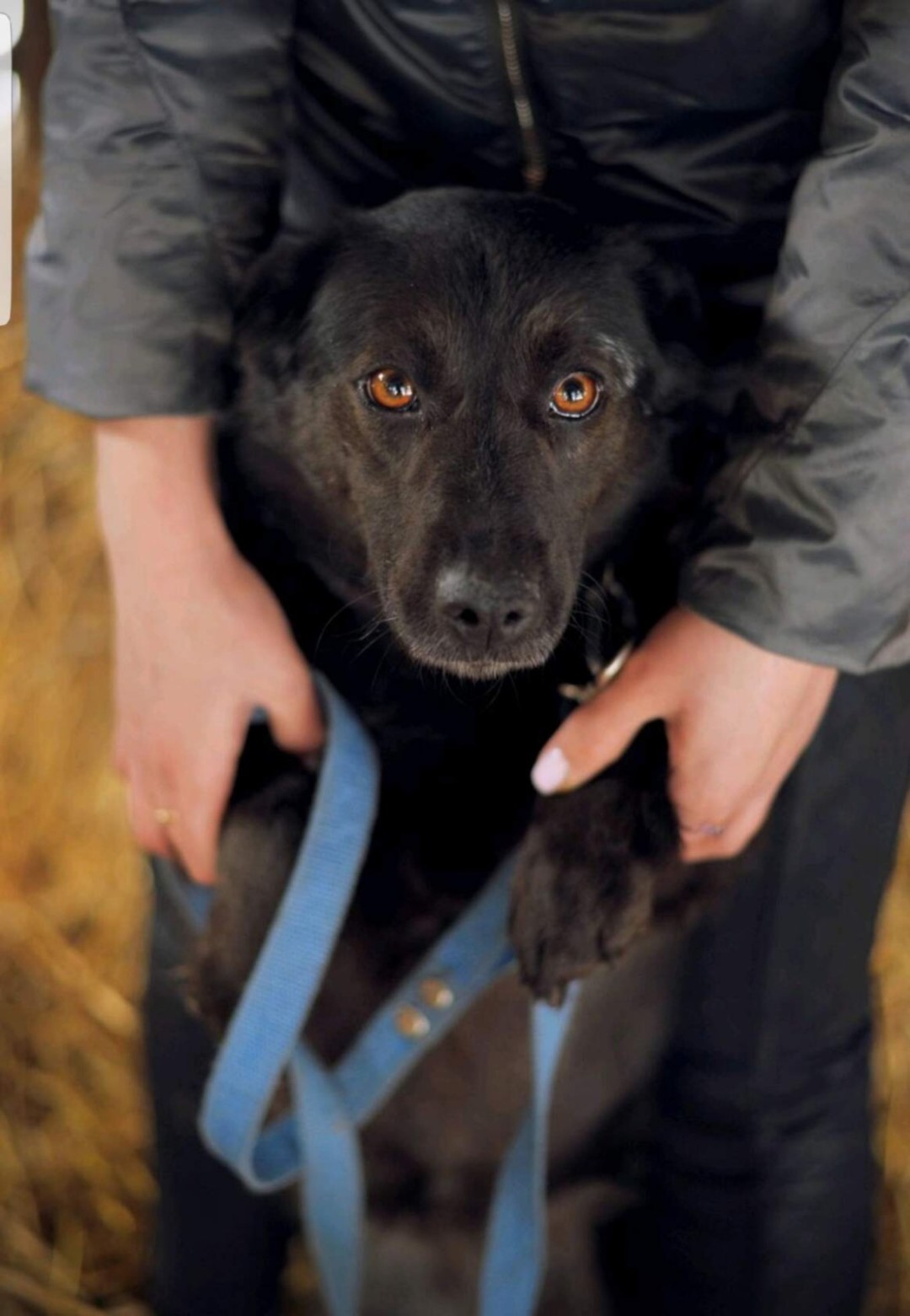 Чернуша Мелкая, но симпатичная собачка. Спокойная, ласковая и очень умная. Чернуше около пяти лет. Она стерилизована, привита, может дружить с другими