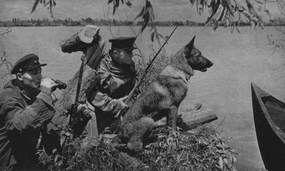 Сторожевая овчарка Агай