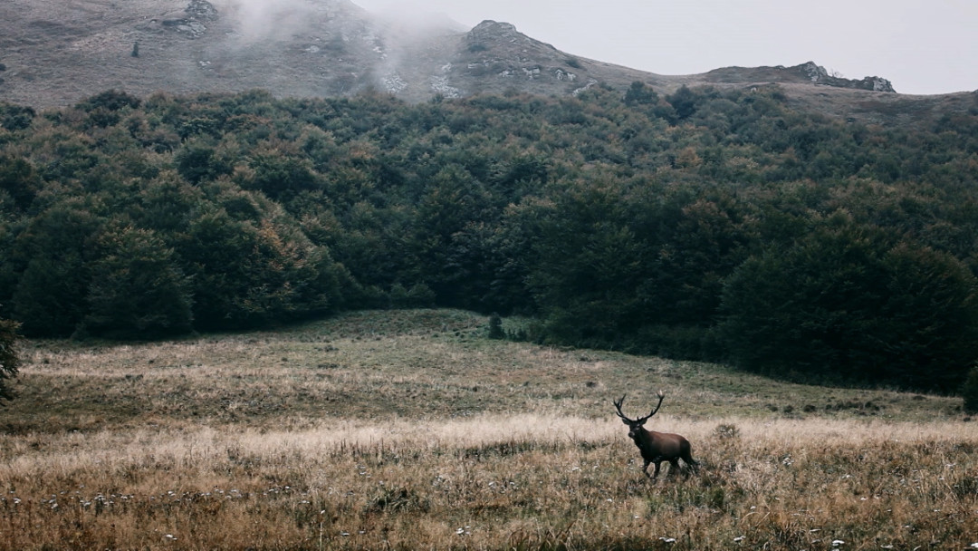 «Ревайлдинг: Новая парадигма сохранения природы»