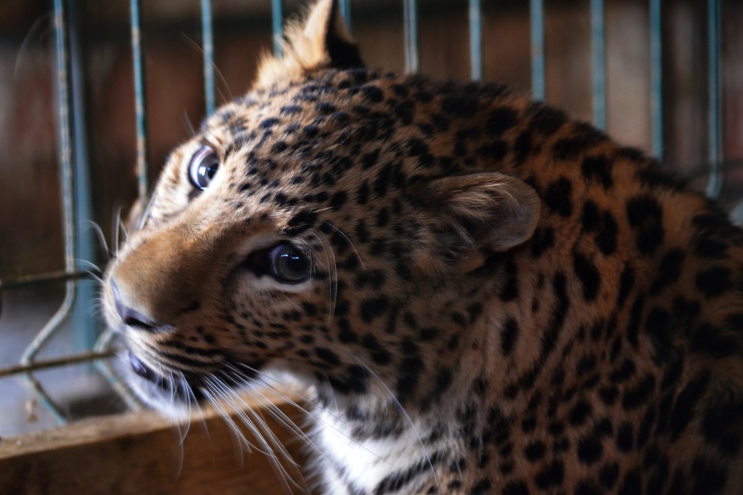 Леопард Ева