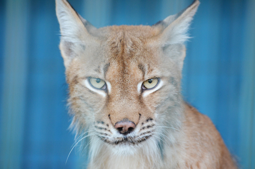 Рысь Марыся