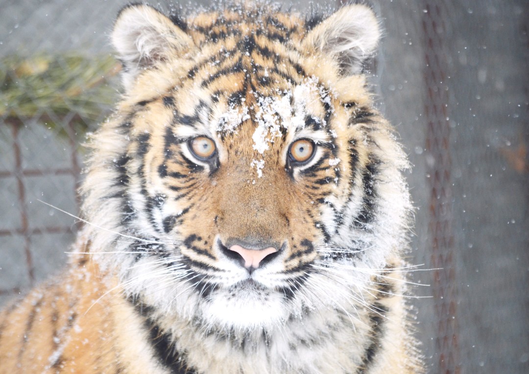 Тигр Гектор