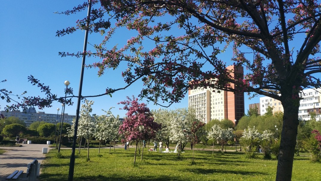 Яблоневый сад на белградской фото