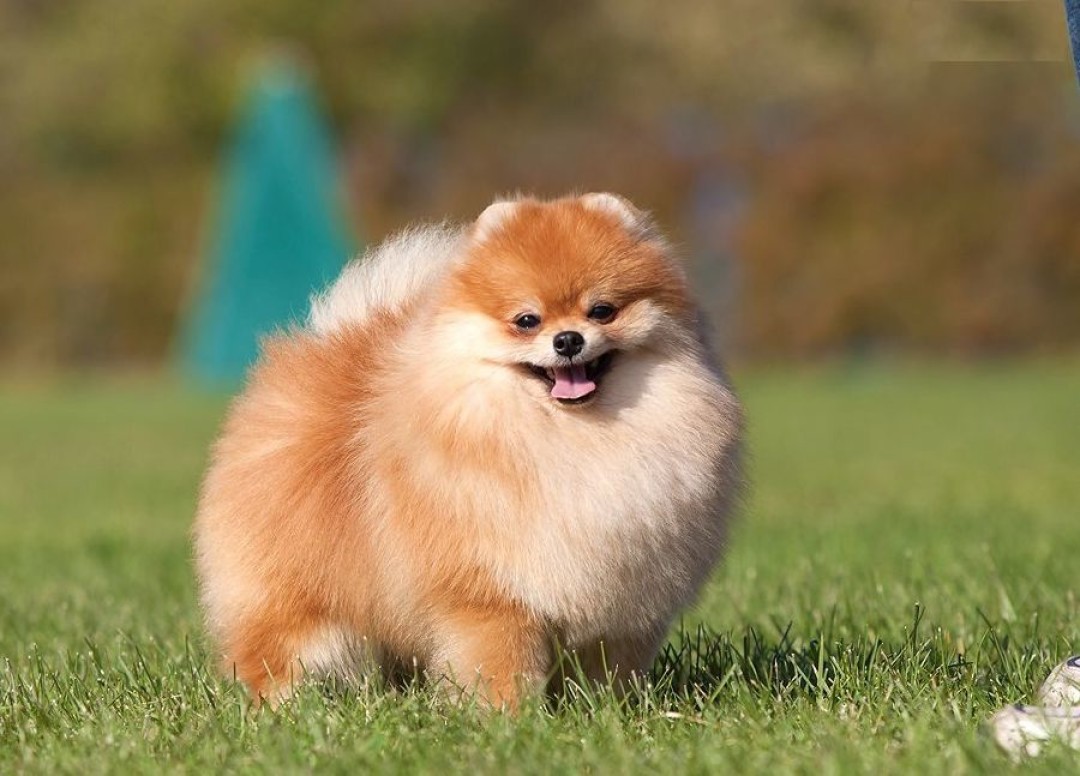 Померанский шпиц