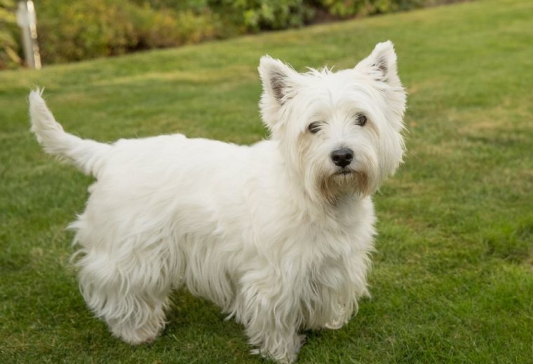 Вест-хайленд-уайт-терьер