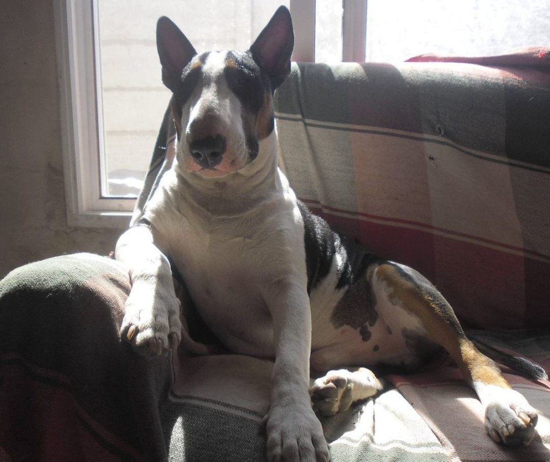 Бультерьер