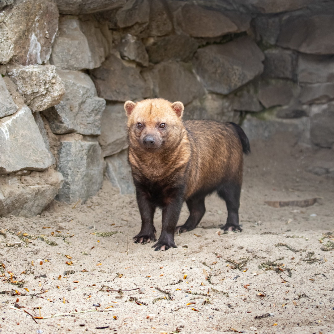 #СобакаЧастичкаМоегоСердца 2023 Собака - частичка моего сердца ВКонтакте
