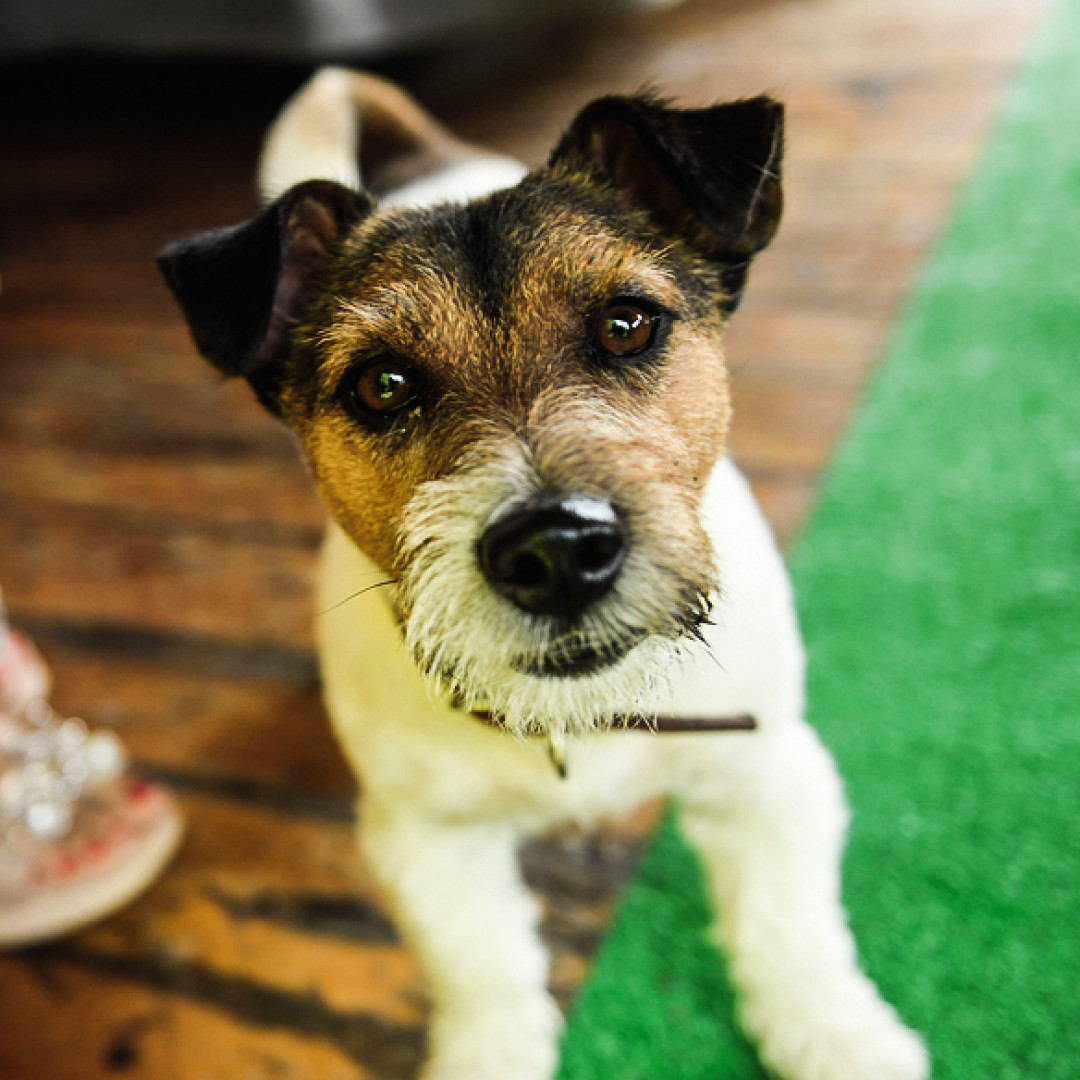 Любимый питомец Жан-Жак