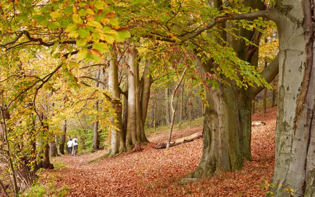 Фото: Thomas Grundner