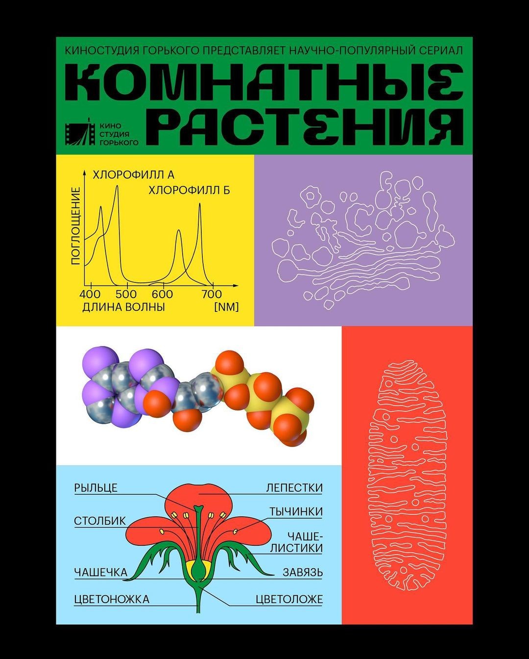 Афиши студии Facultative Works к проекту о комнатных растениях