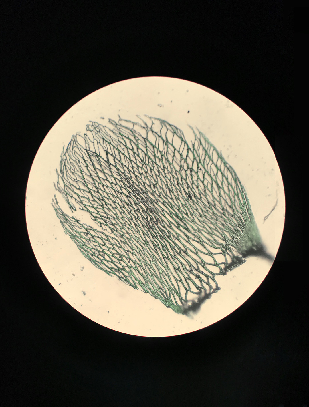 Мох под микроскопом
