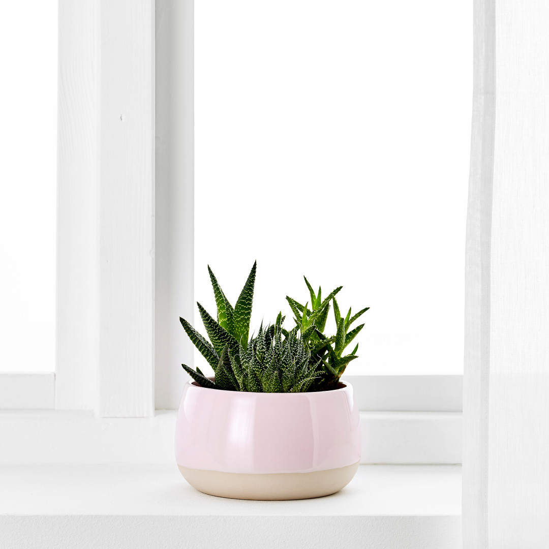 Суккуленты SUCCULENT. 899 рублей