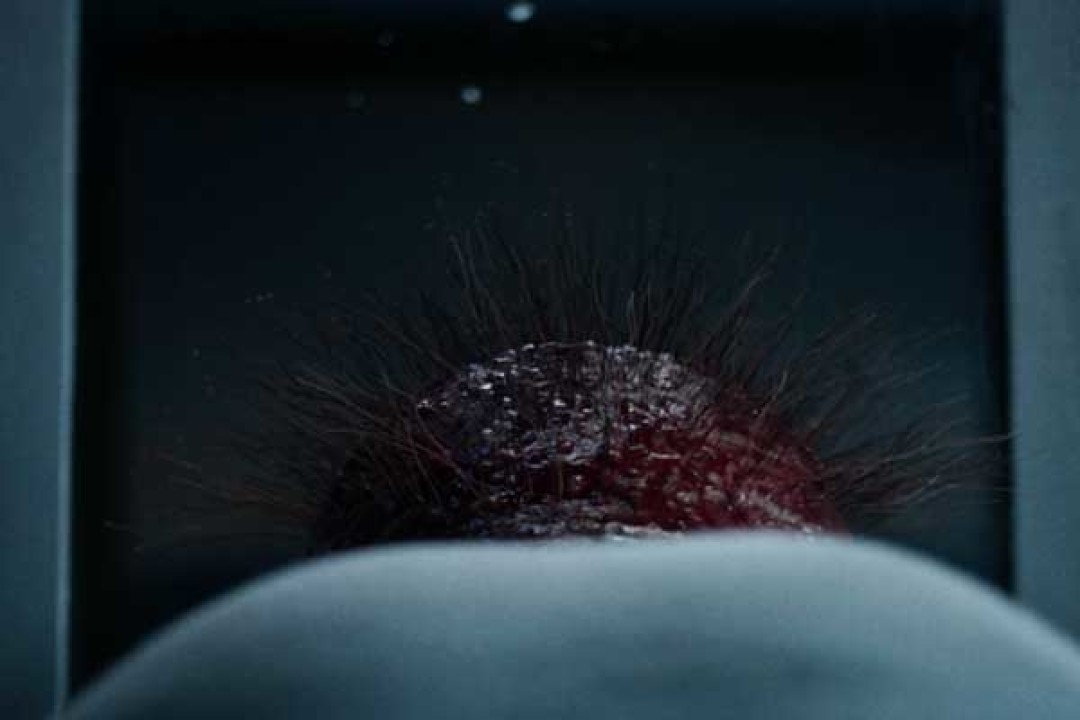 Оскар Лехемаа, Эстония. Синопсис: Стеснительный лысеющий Лео заперся в квартире, чтобы опробовать специальный гель, который должен вернуть ему