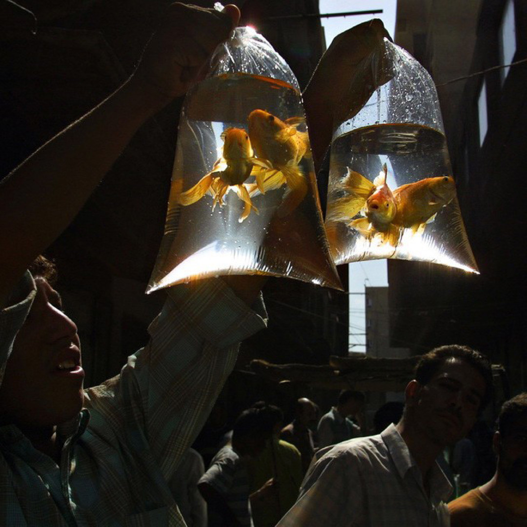 фото: Галерея Zerno