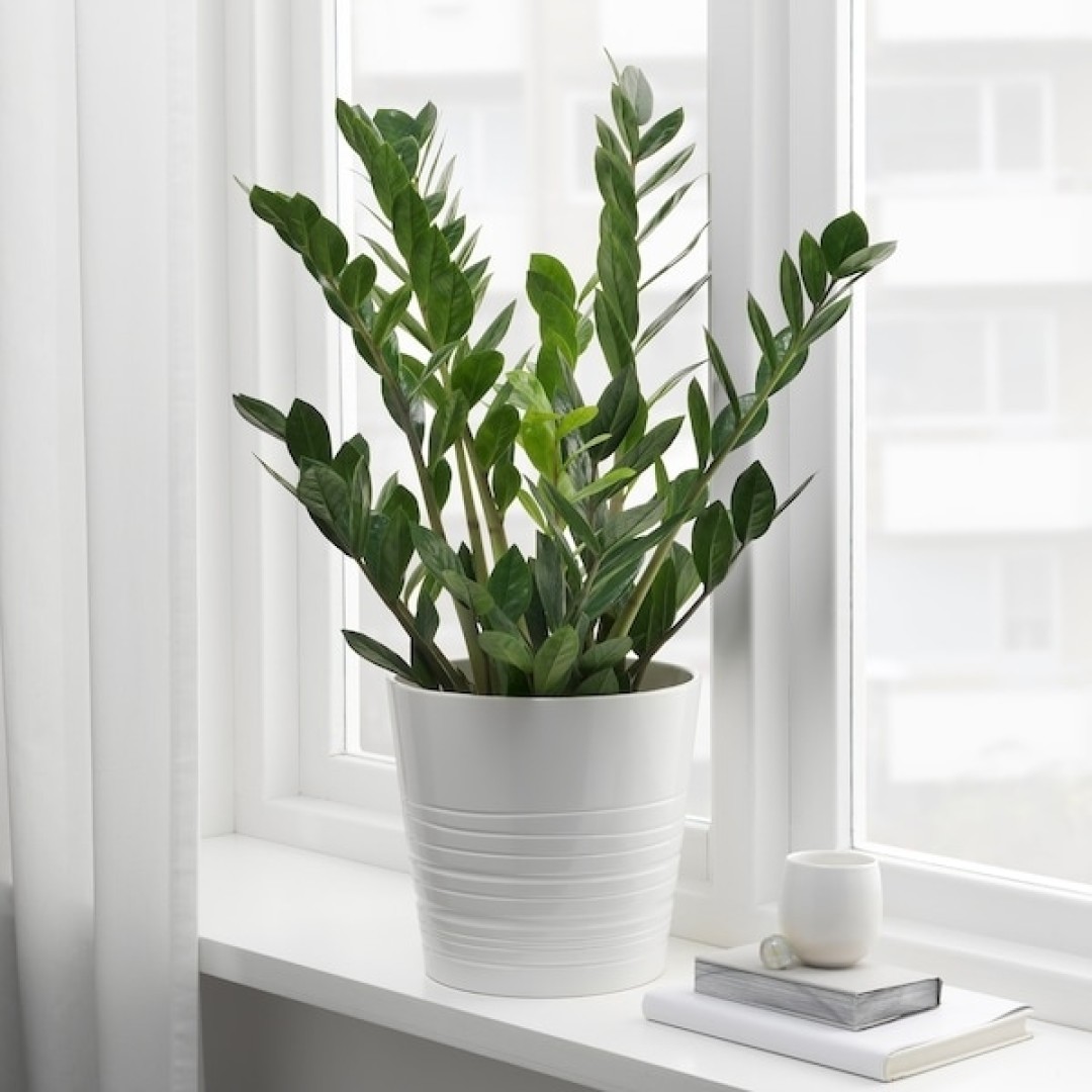 Ikea Растение в горшке, Замиокулкас 899