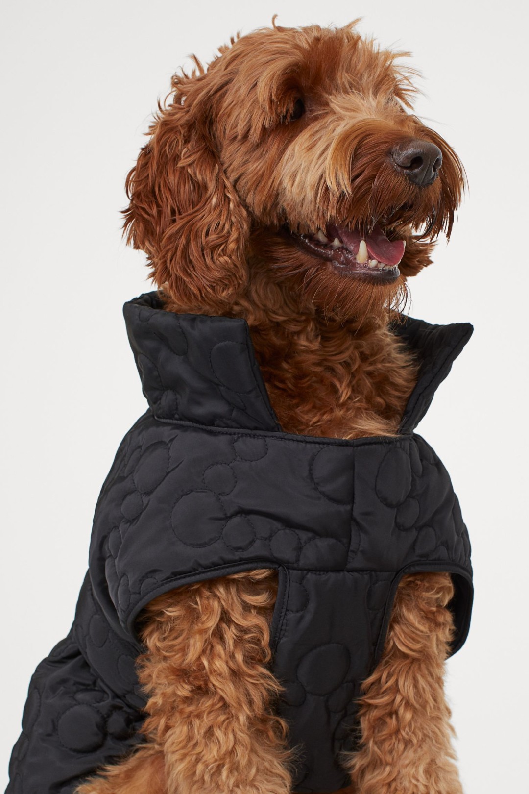 HM куртка для собак