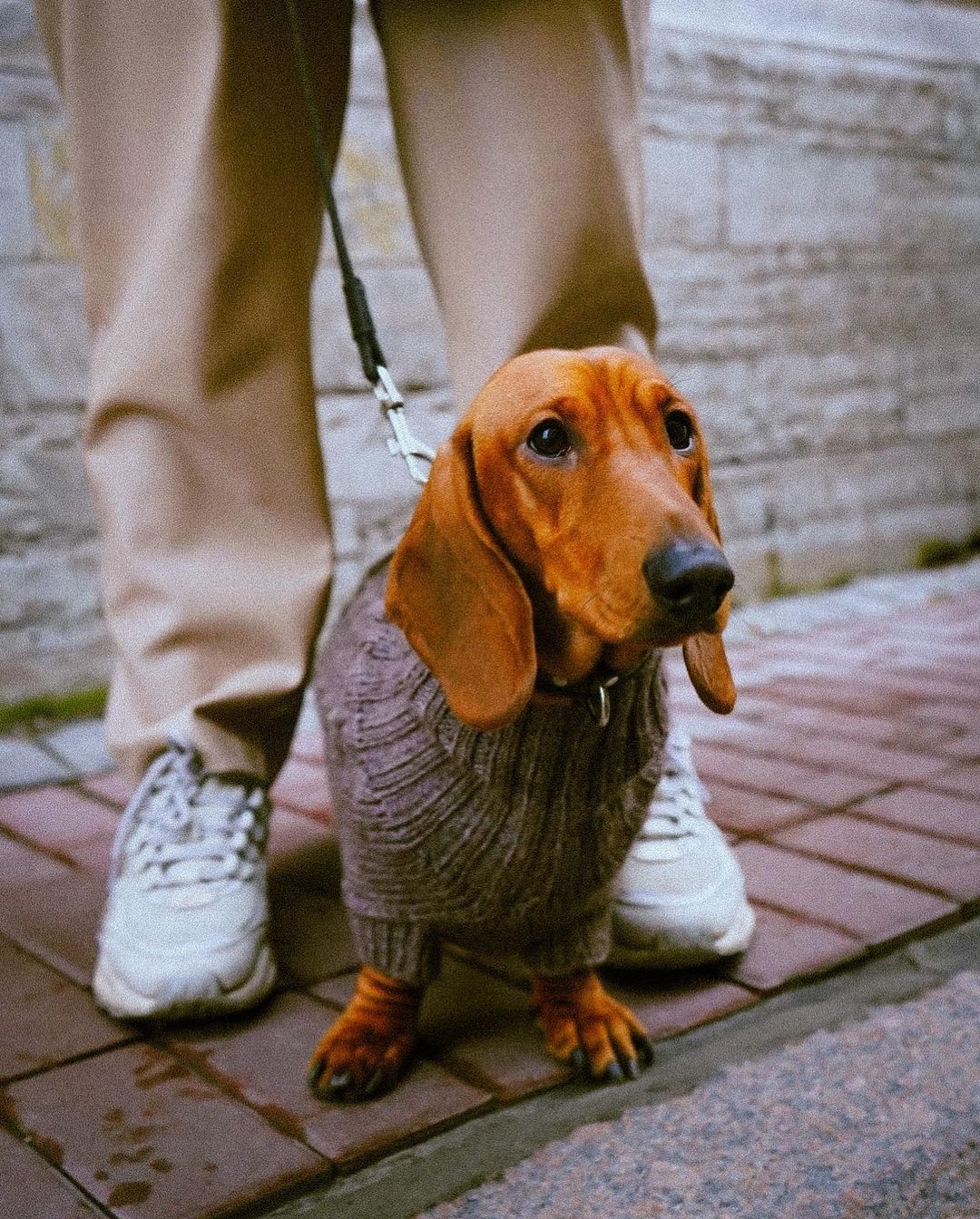 Свитер PET, заказ онлайн, от 1 500 руб.