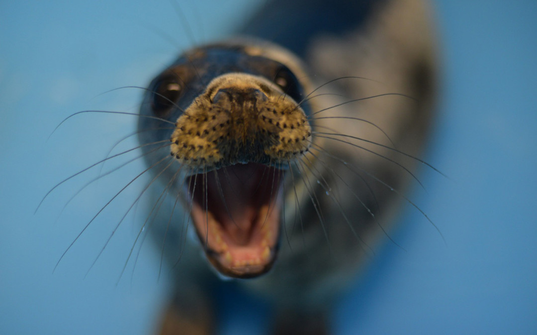 Детеныш серого тюленя — воспитанница горячего 2020 года