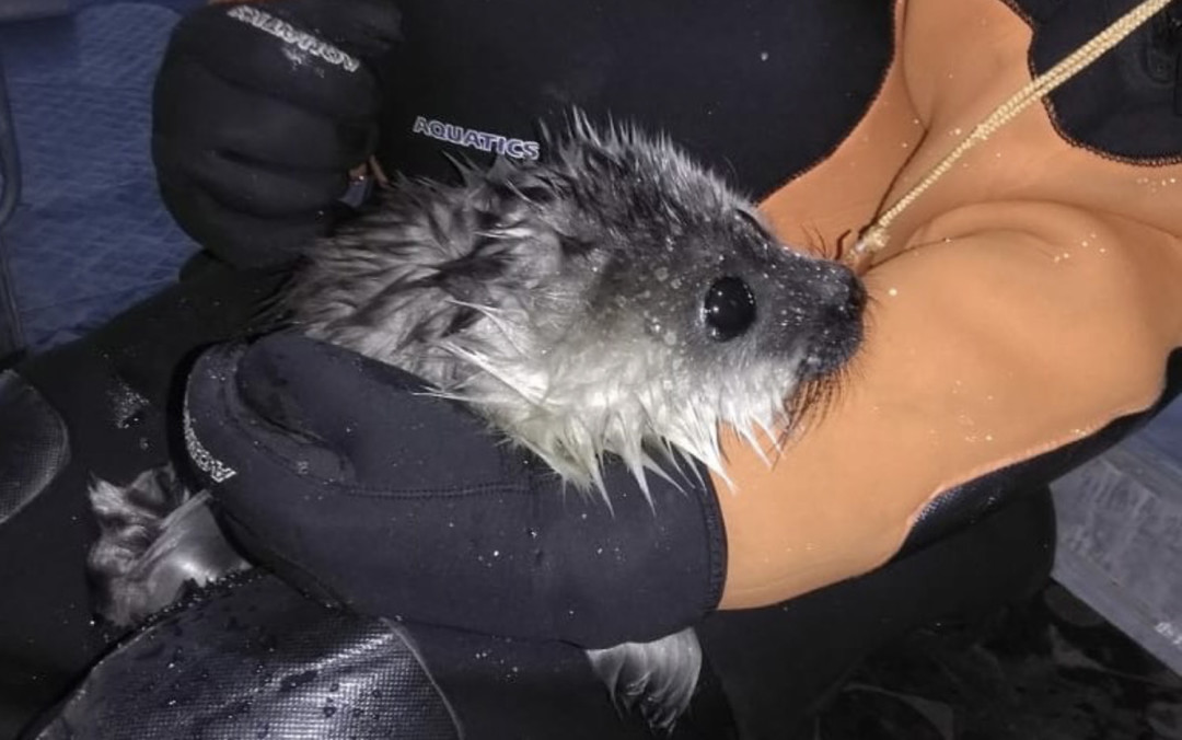 Новорожденный Шлиссик на руках у сотрудника поисково-спасательной службы