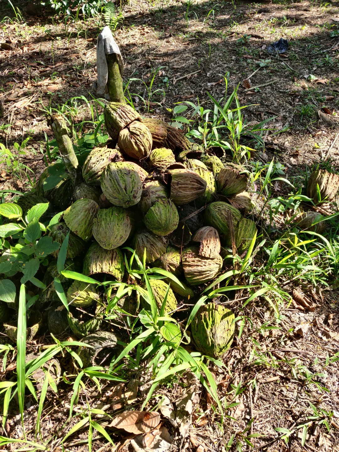 Бобы макамбо (теоброма биколор)