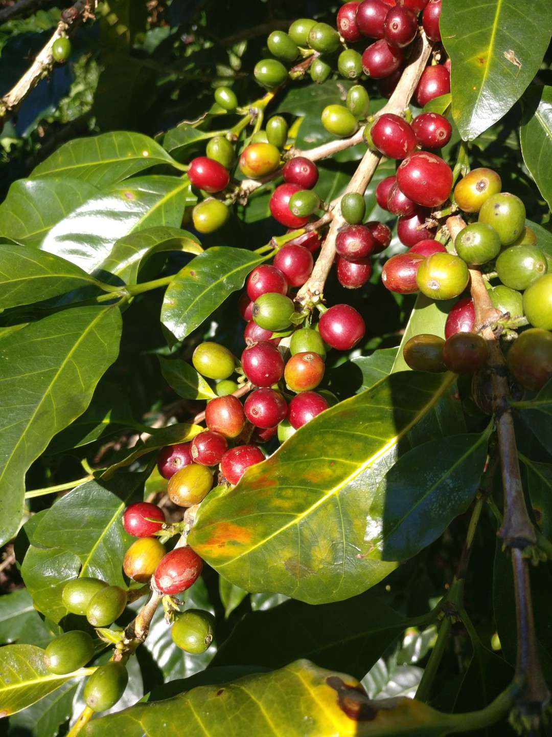 Кофе арабика в процессе созревания